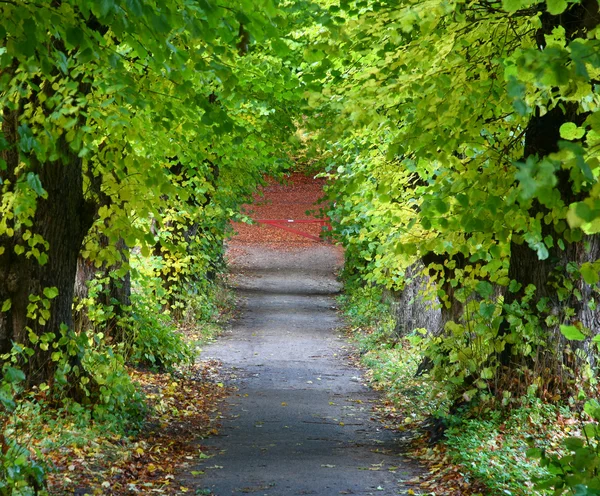 Árboles y bosques en Dinamarca — Foto de Stock
