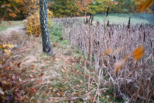 Träd och skog i Danmark — Stockfoto