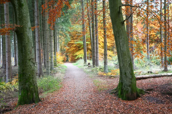 Jesienny las — Zdjęcie stockowe