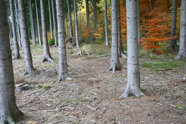 Herbstwald — Stockfoto