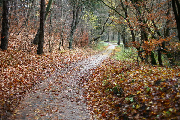 Colorul forest in autumn in denmark
