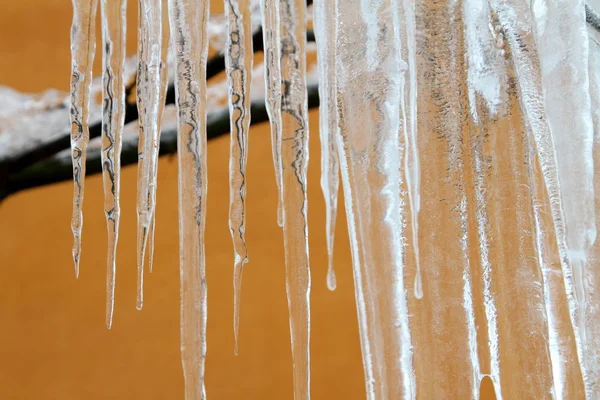冰的树 — 图库照片