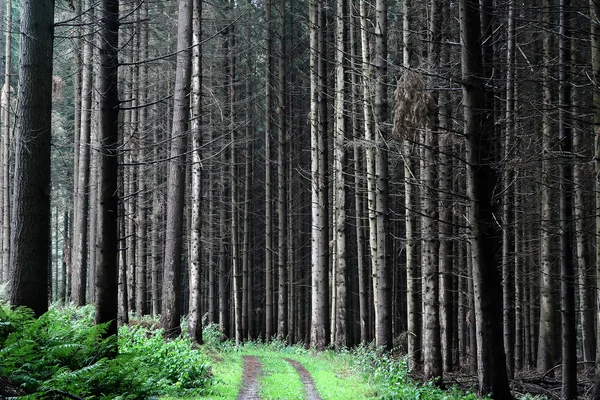 Drzewa i lasy — Zdjęcie stockowe