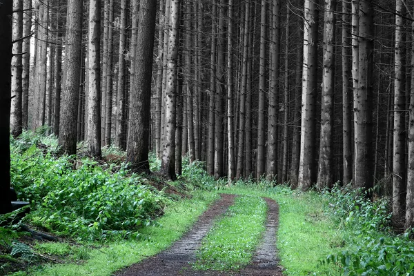 Fák és erdők — Stock Fotó