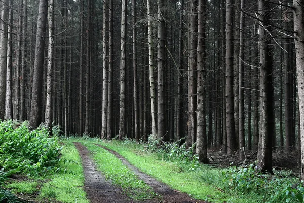 Fák és erdők — Stock Fotó