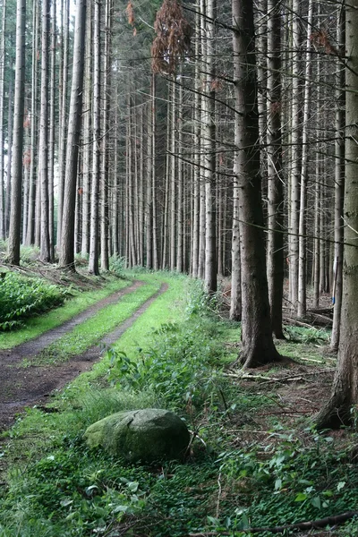 Wiosna zielony krajobraz w Danii — Zdjęcie stockowe