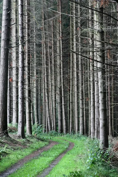 Árboles y bosque —  Fotos de Stock