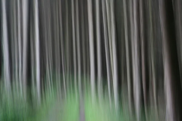 Δέντρα και δάση — Φωτογραφία Αρχείου