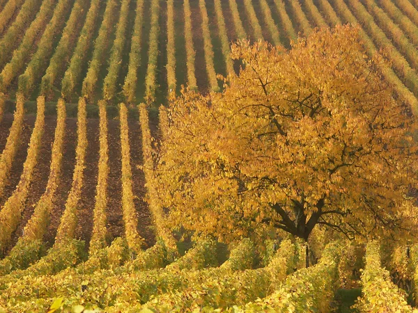 Elzasser wijngaarden — Stockfoto