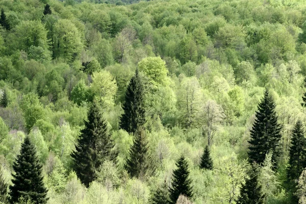 Árvores e floresta — Fotografia de Stock