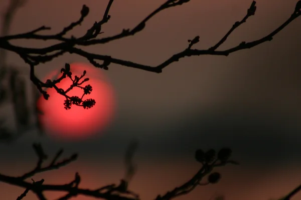 Slunce za větev stromu — Stock fotografie