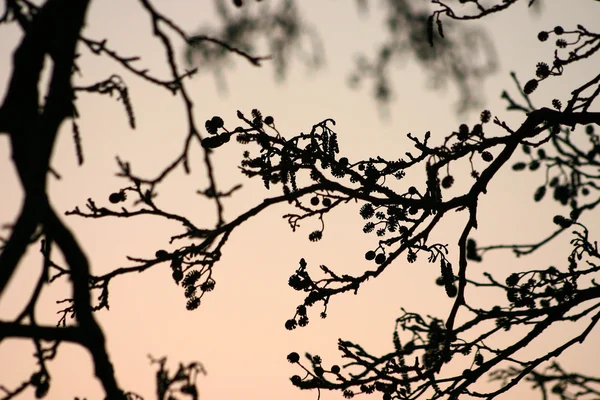 Zweige am Morgen — Stockfoto