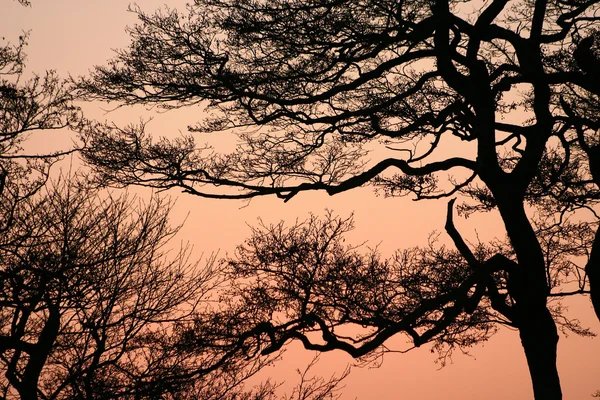 枝の朝 — ストック写真