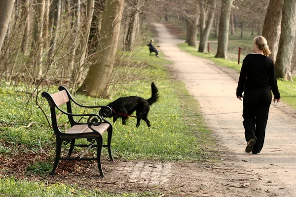 Гулять с собакой — стоковое фото