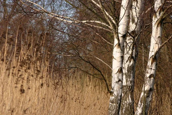 Skog — Stockfoto