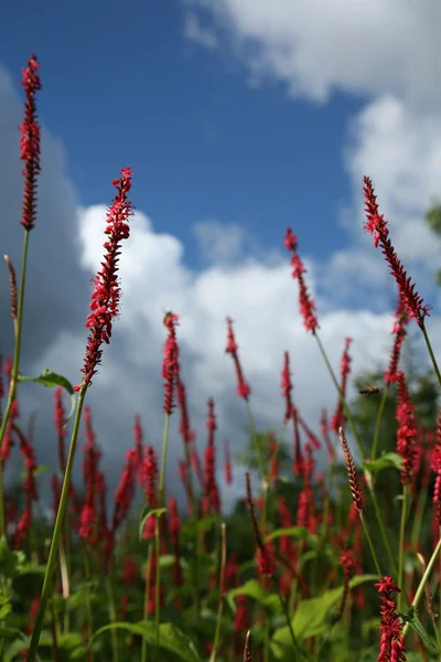 빨간 꽃 — 스톡 사진