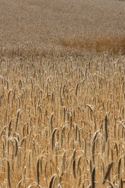 Kukorica beadva — Stock Fotó