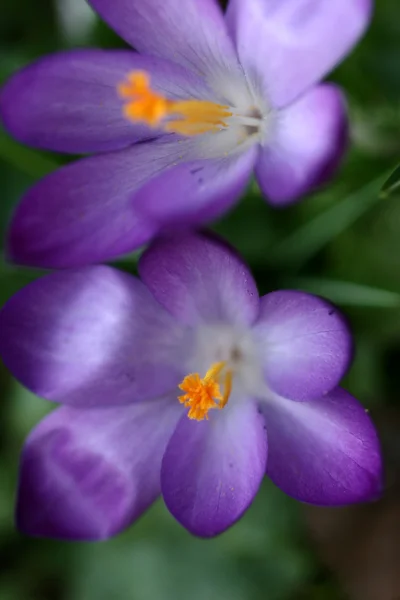 Άνθη — Φωτογραφία Αρχείου