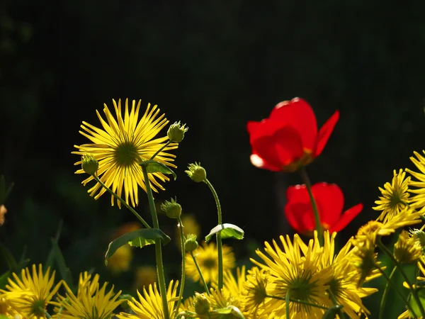 Detail květudetail květu — Stock fotografie