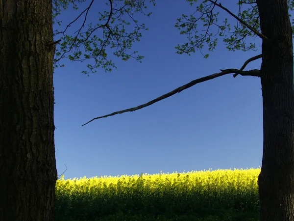 Amarelo — Fotografia de Stock