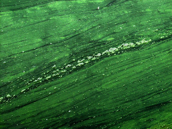 Blauw - groene algen — Stockfoto