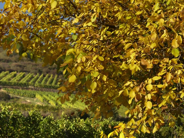 Alzackich winnic — Zdjęcie stockowe