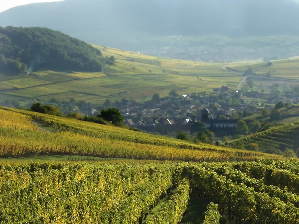 Elsassiska vingårdarna — Stockfoto