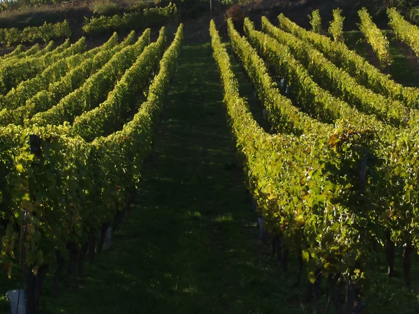 Elzasser wijngaarden — Stockfoto