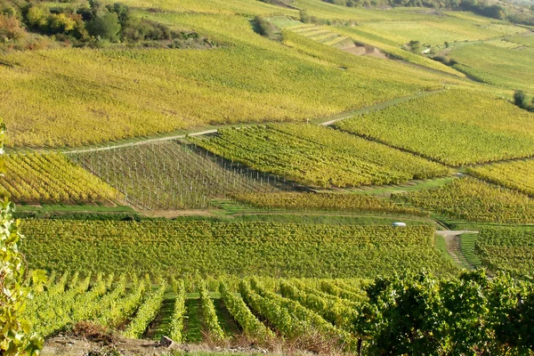 Алсакийские виноградники — стоковое фото