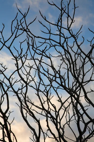 Branches — Stock Photo, Image