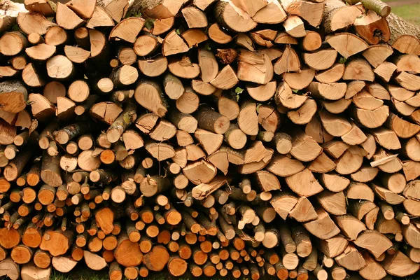 木の幹 — ストック写真