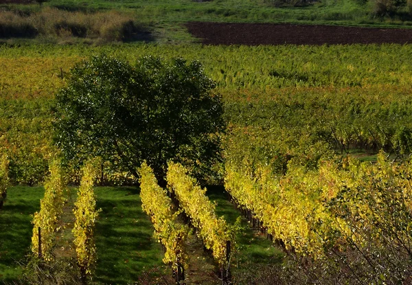 Alsacian виноградників — стокове фото