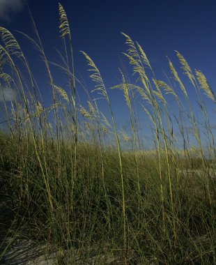 Seagrass derin mavi gökyüzü karşı