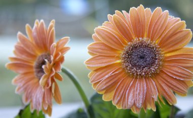 buzlu gerbera