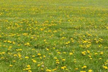 Dandelion Field clipart