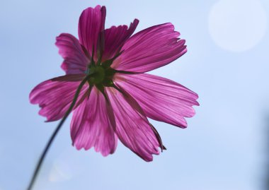 cosmos çiçek Paz karşı karşıya