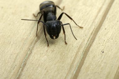 Carpenter ant close-up of jaws clipart