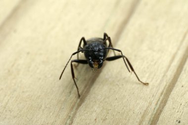 Close-up of a carpenter ant's head clipart