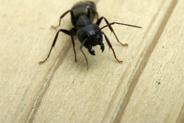 Attacking carpenter ant clipart