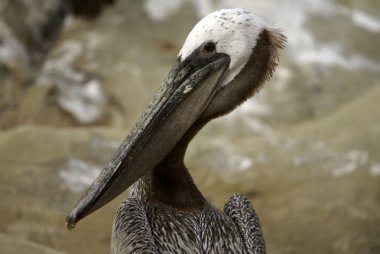 Brown Pelican clipart