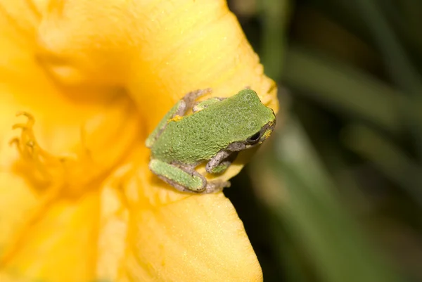 坐在一朵花从上面的树蛙 — 图库照片