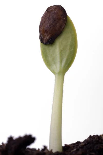 スイカの種子の発芽 — ストック写真