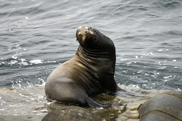 Knipogend zeeleeuw op rots — Stockfoto