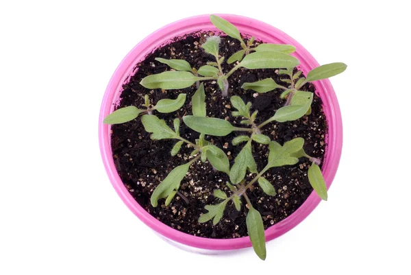 Tomato Seedlings in Pink Pot From Above — Stock Photo, Image
