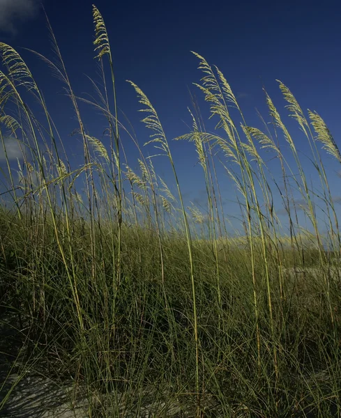 Seagrass against a deep blue sky — Stock Photo, Image