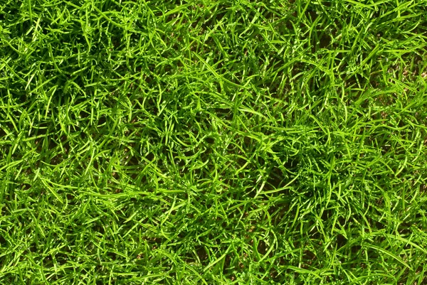 Gräs med dagg — Stockfoto