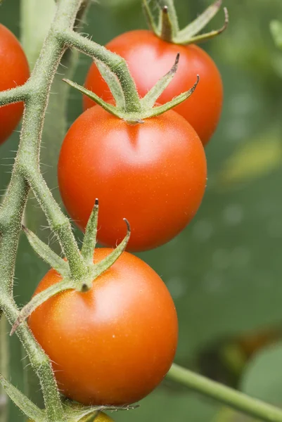 Stock image Cherry Tomatos on Vine 3