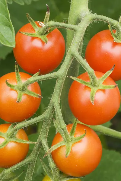 stock image Cherry Tomatoes Close up