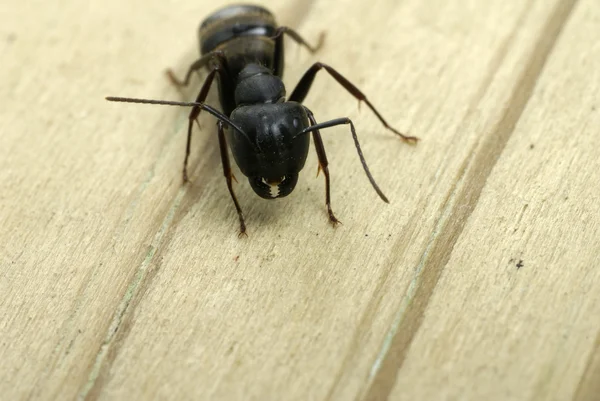 Carpenter ant close-up of jaws — Stock Photo, Image