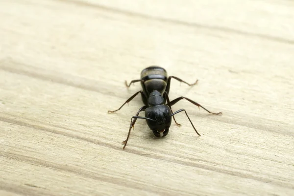 Carpenter ant chewing into a piece of wood — Stock Photo, Image